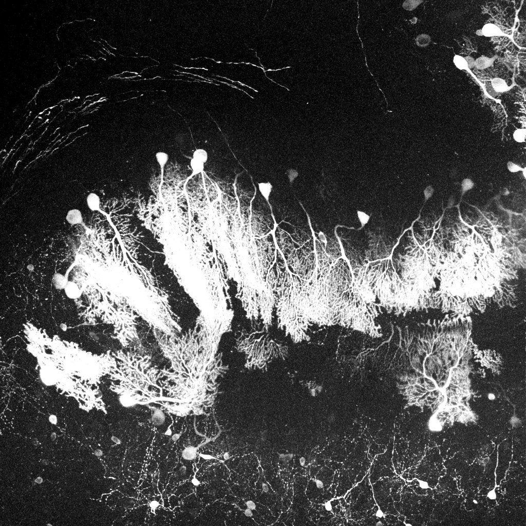 MAX_cerebellum right 2p 940nm zstack 450um.jpg