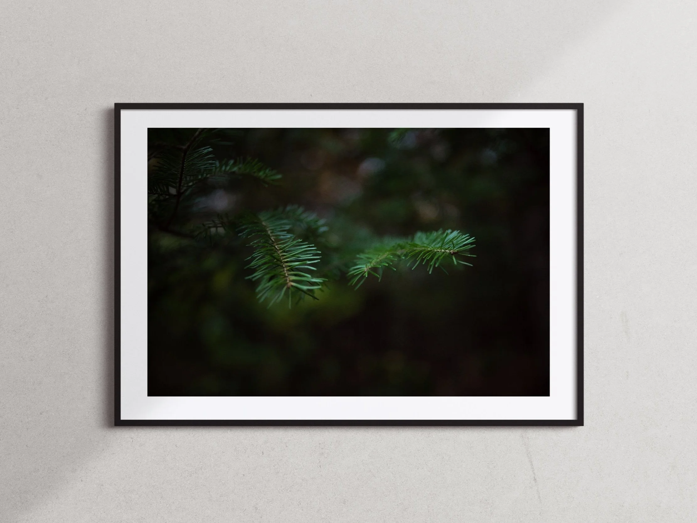 rich and colorful photo print of fir tree in Maine by Hannah McGowan, photographer. Printed in USA, fine art print for sale.