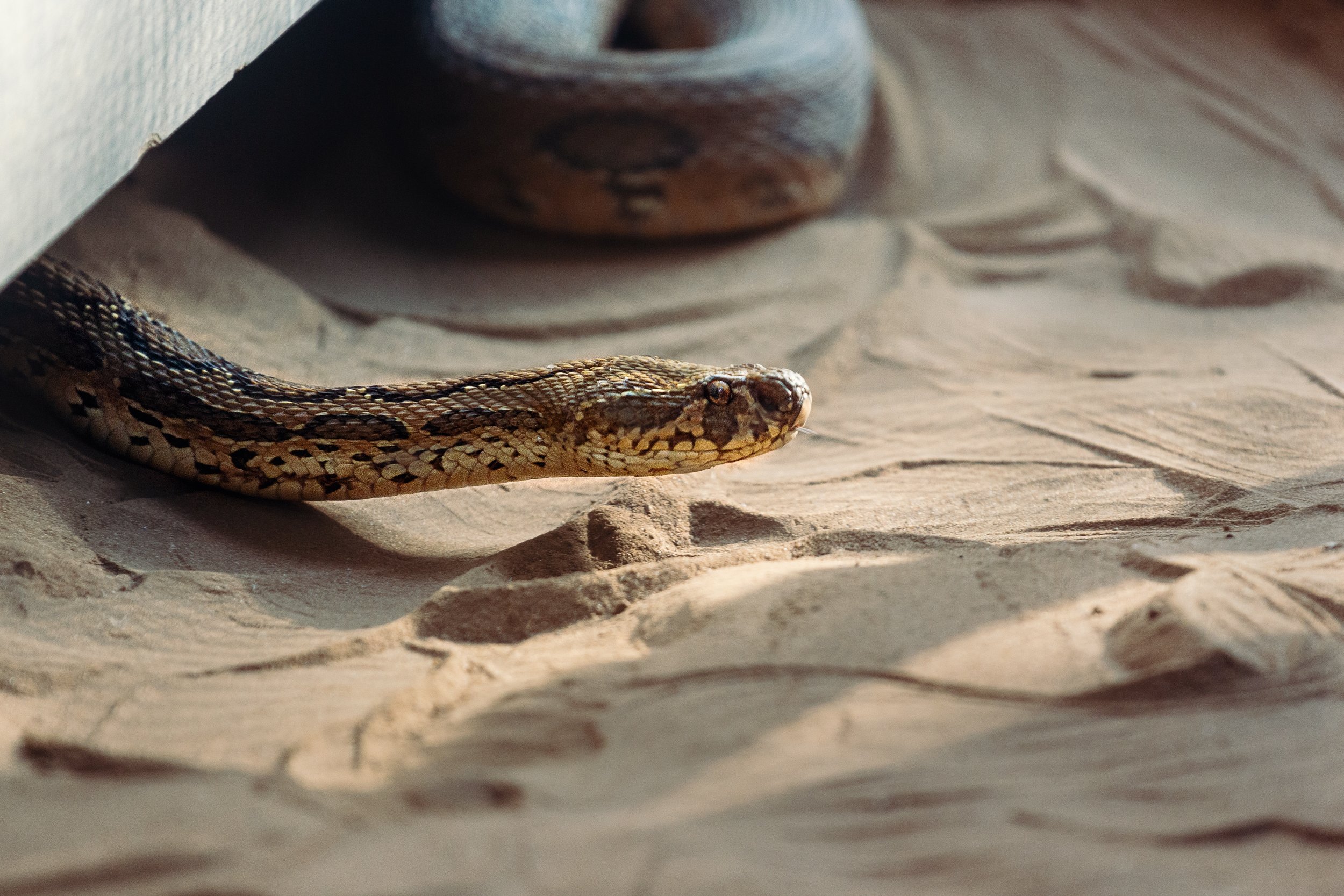 When is Snake Season? A Complete Guide to Predicting Snake Sightings — Snake  Sox