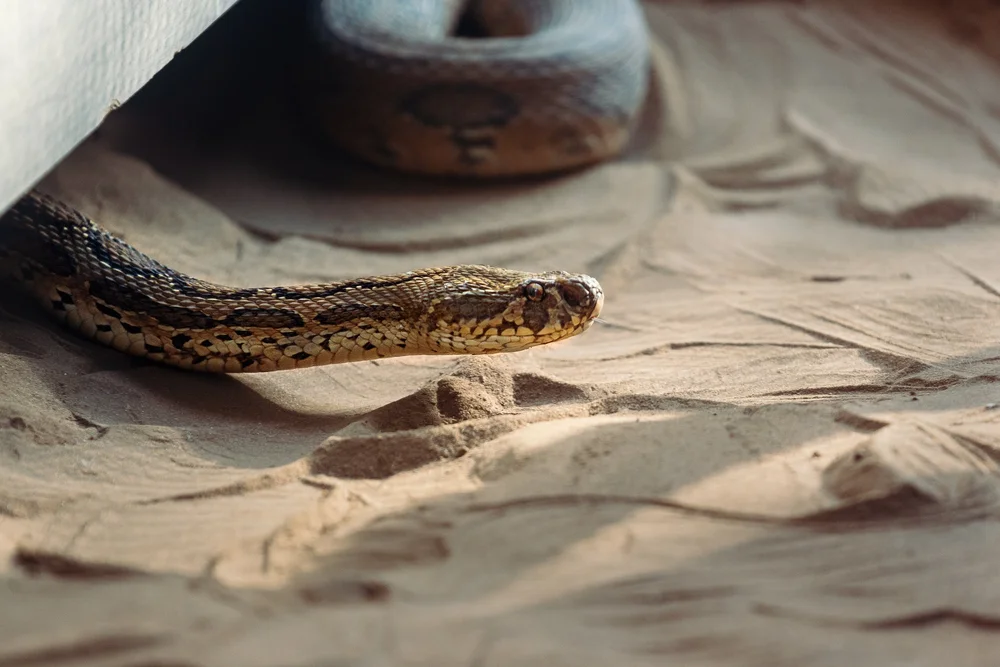 Do Rattlesnakes Come Out At Night