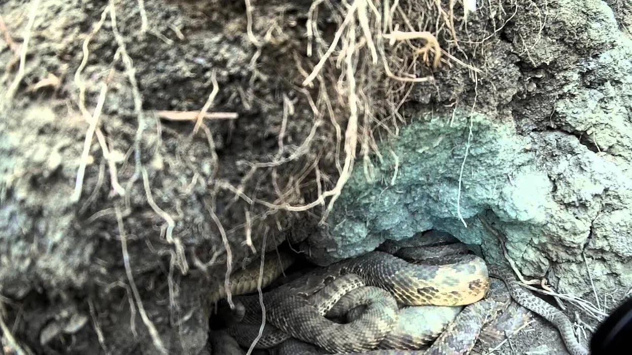 Hibernating Snakes