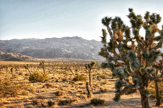 Who's ready for the weekend! Heading into #rattlesnake country? Be on the lookout and be prepared with #snakesox. #joshuatreenationalpark makes for a perfect weekend getaway, but with warmer weather upon us the Rattlers are out and about...