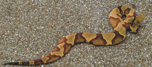 4 Ways To Tell If A Snake Is Venomous Snake Sox