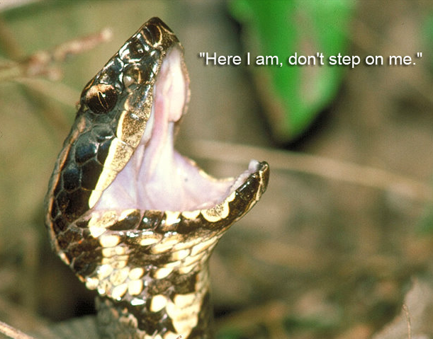 How to Tell if a Snake is Venomous