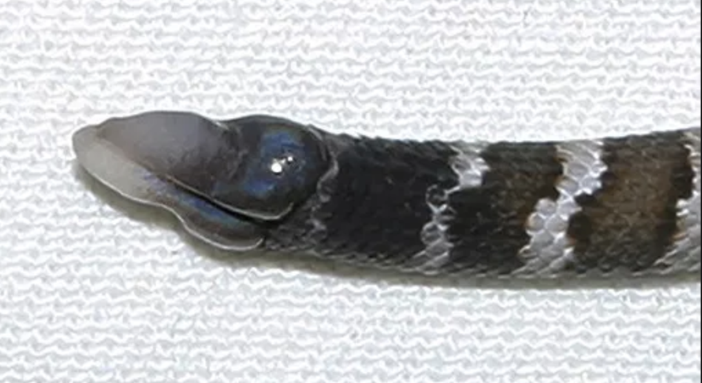 4 Ways to Tell if A Snake is Venomous — Snake Sox