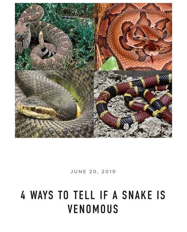Wondering if that snake on the trail is dangerous? Check out our latest blog post. Link in bio.