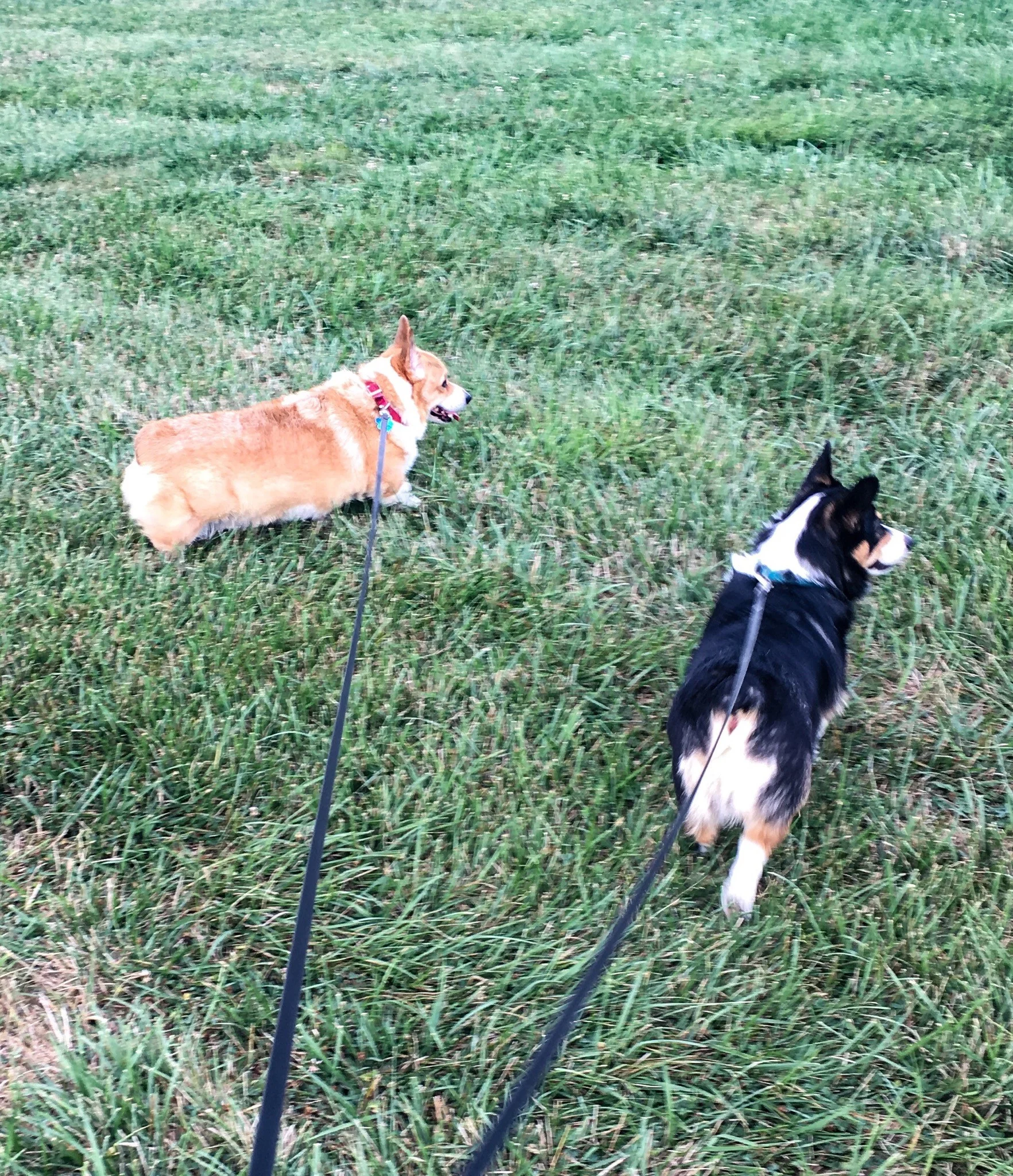 Joey and Charlie.jpg