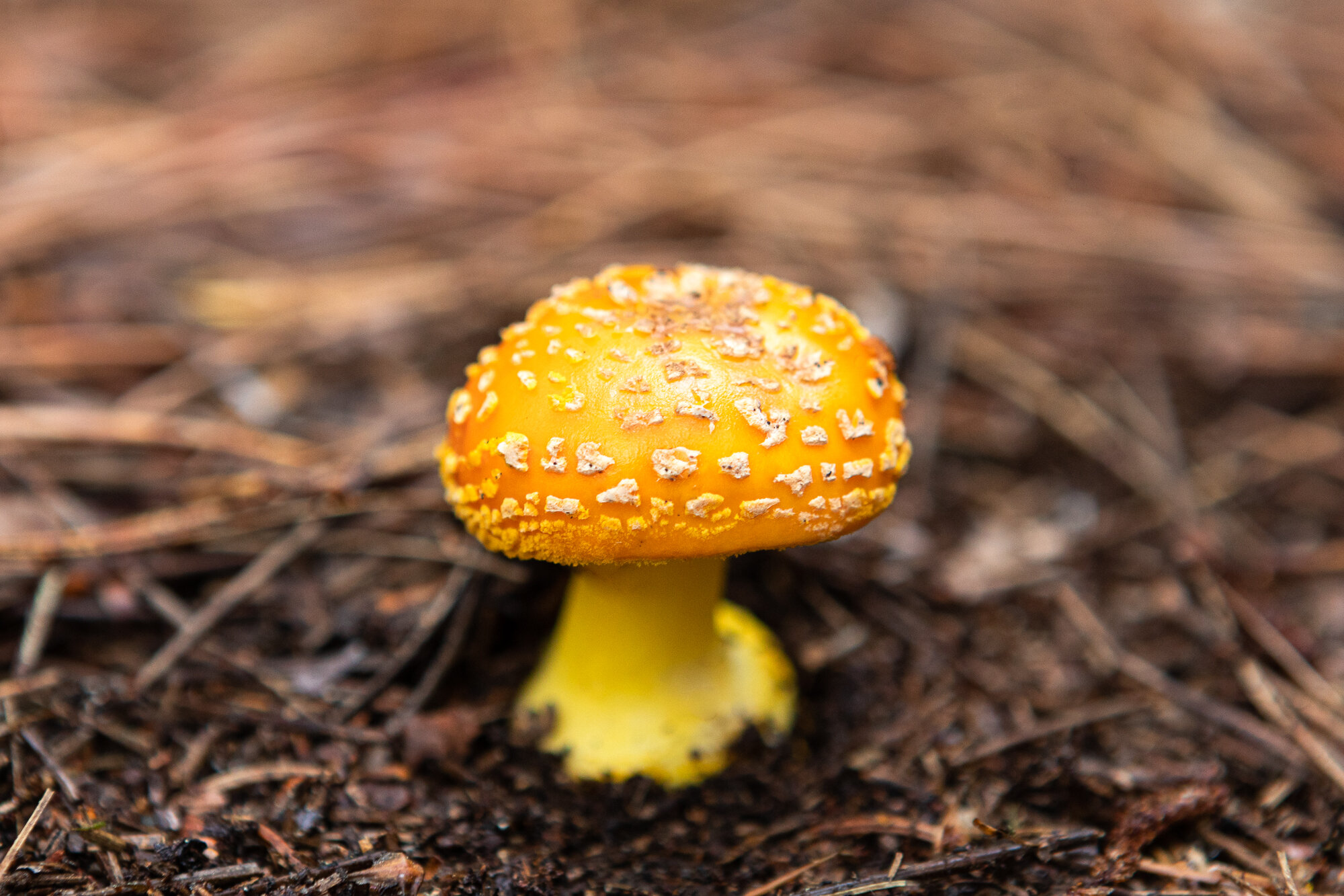 Temagami_22Jul2020_0303-Edit.jpg