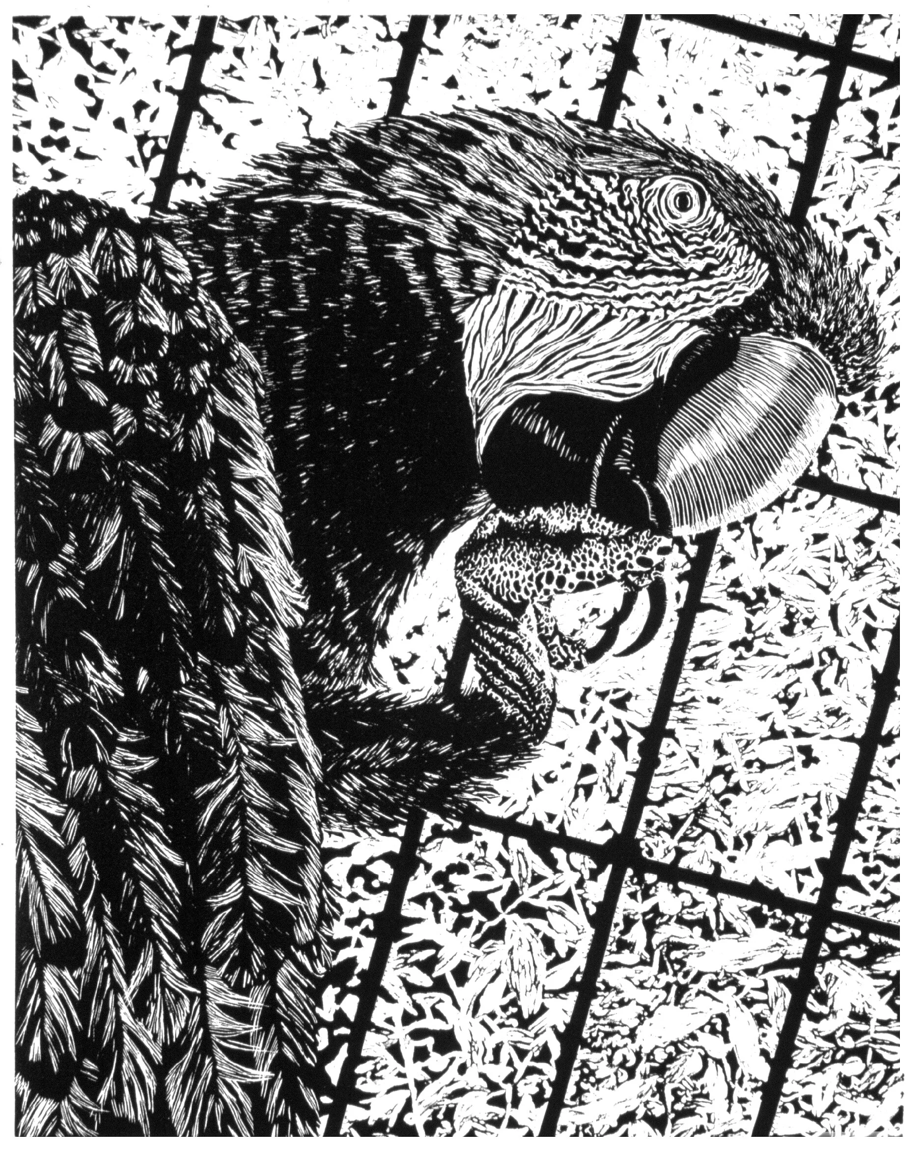 PARROT PRINT.jpg
