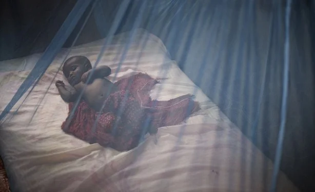 Question 1 Will passing out bed nets—crucial as that activity is—eradicate malaria? Even if every person in the world slept under a bed net, mosquitoes would still thrive, because they feed off of animals, not just human beings, right?
