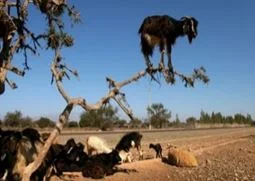 12/2/2018 - Testify to Love:  Out on a Limb - Jeremiah 33:14-16