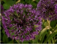 8/9/20 - Bless to Me:  Daily Blessings - Luke 12:23-31