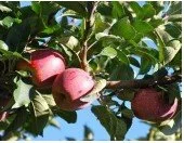 Apple Picking &amp; Picnic