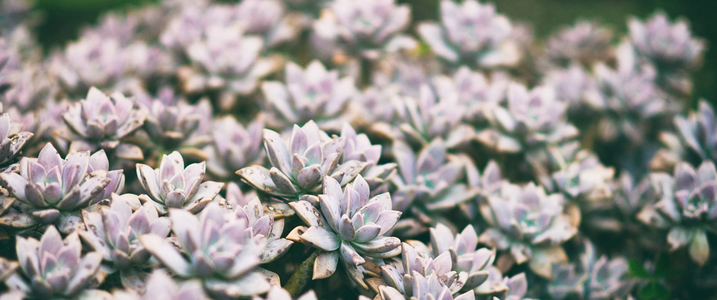 lot-of-succulents-3440x1440.jpg