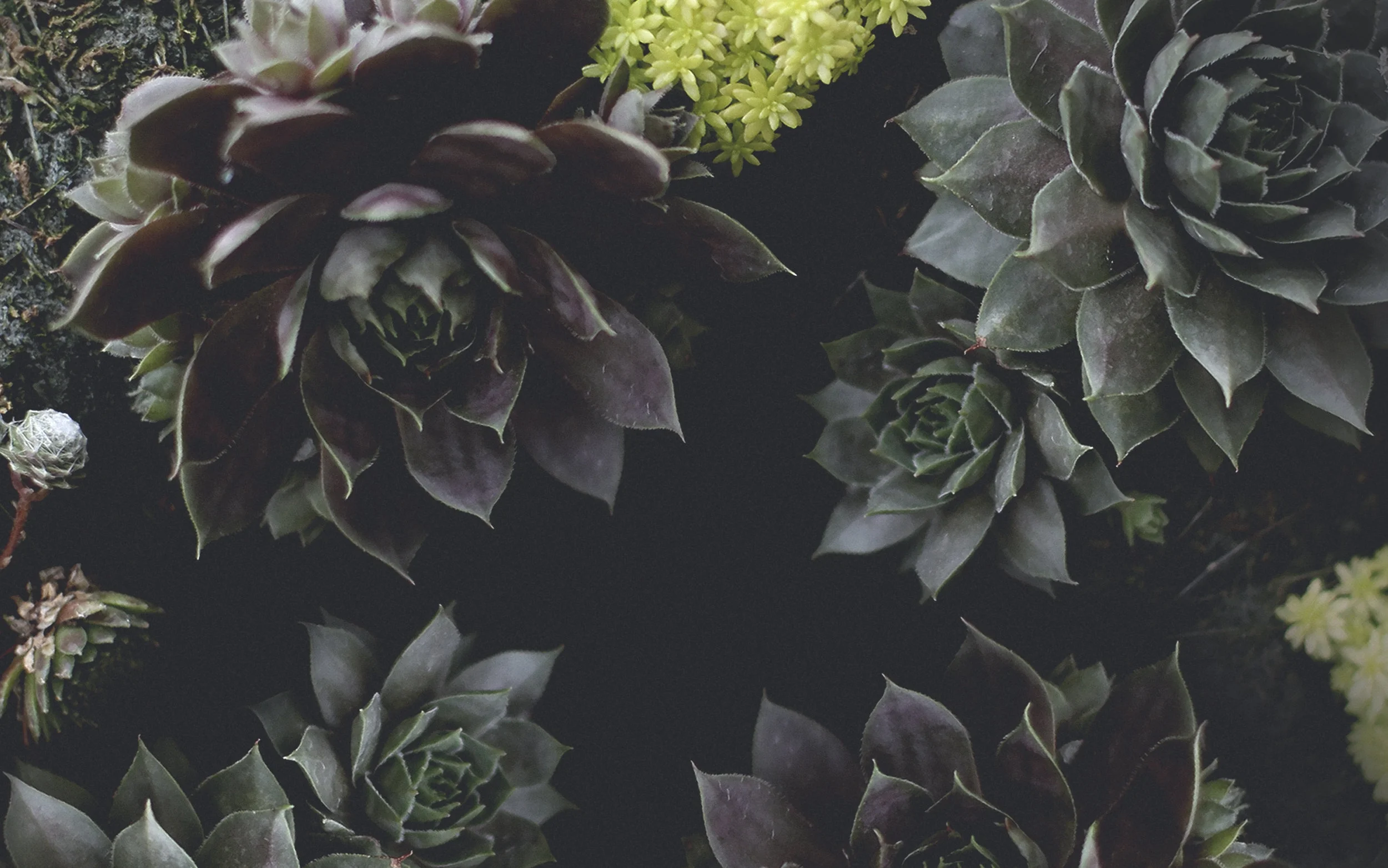 succulents-desktop.jpg