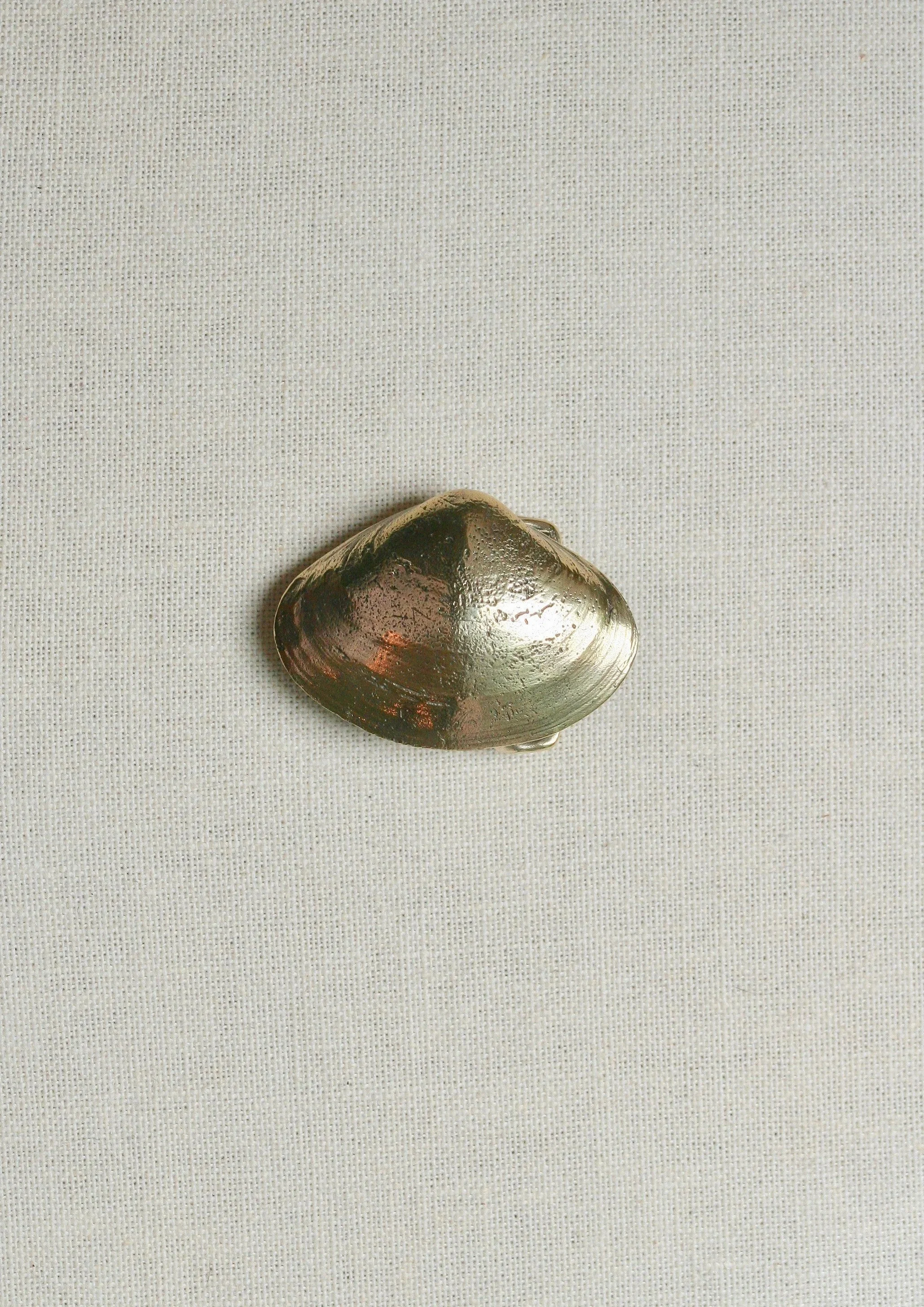 Sea+Clam_5031.jpg