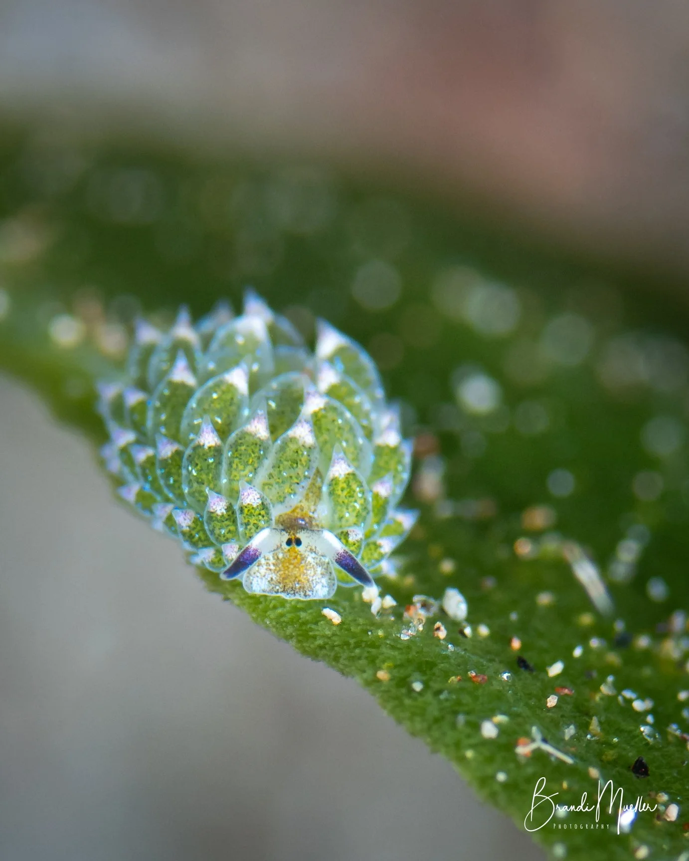 DSC_2869.jpg