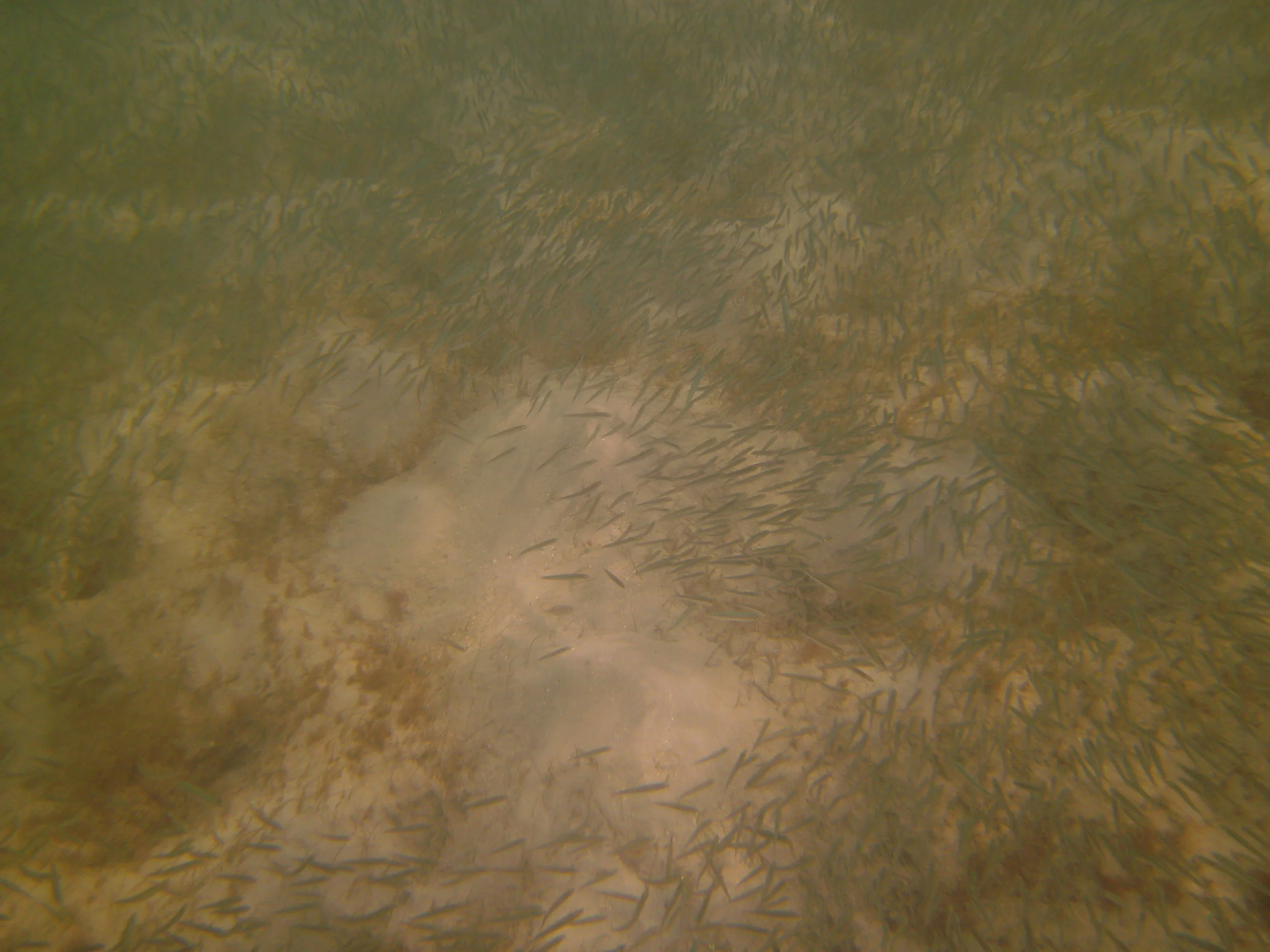 PICT0131.JPG