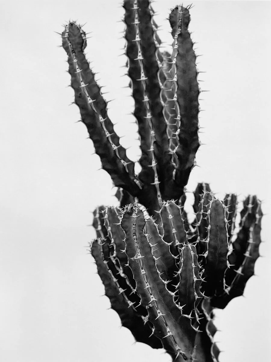 Euphorbia Grandiloa