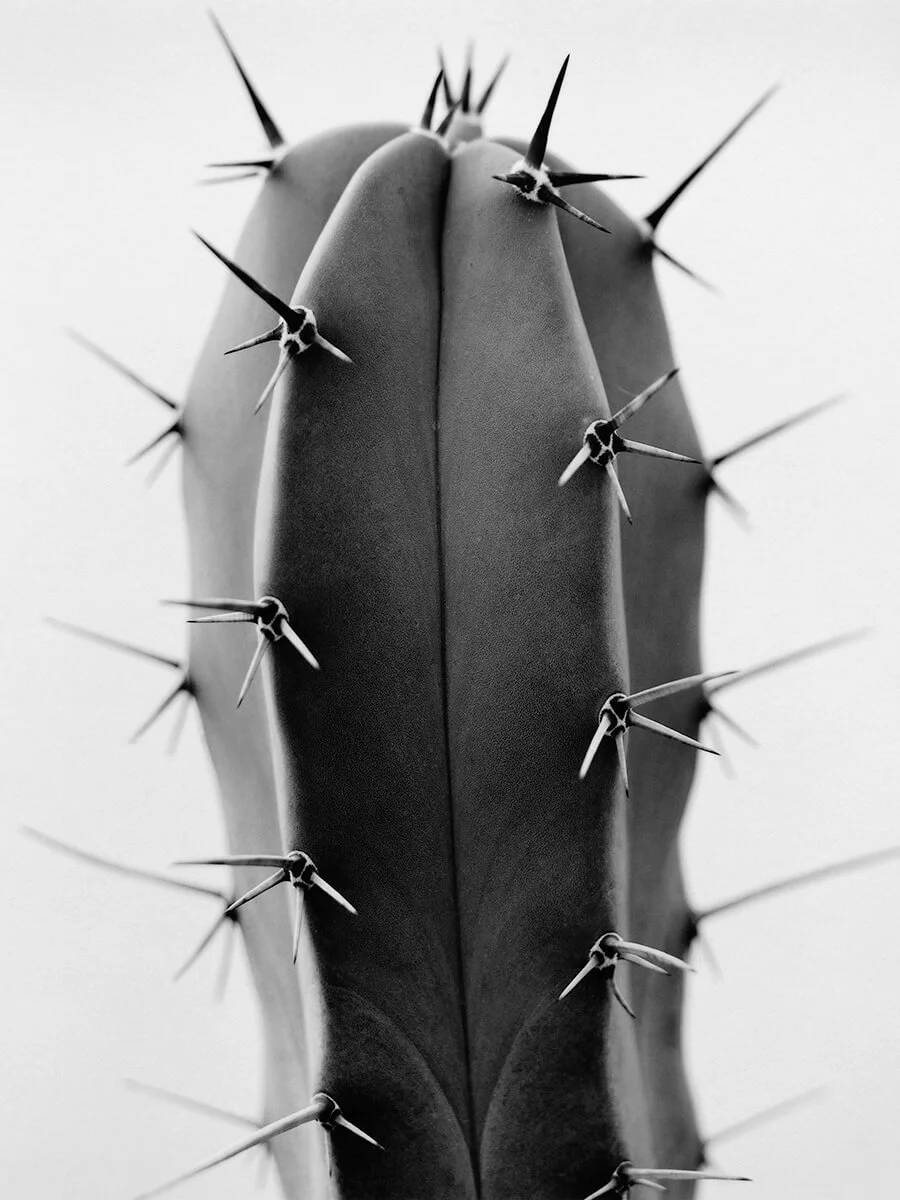 Myrtilocactus Geometrican