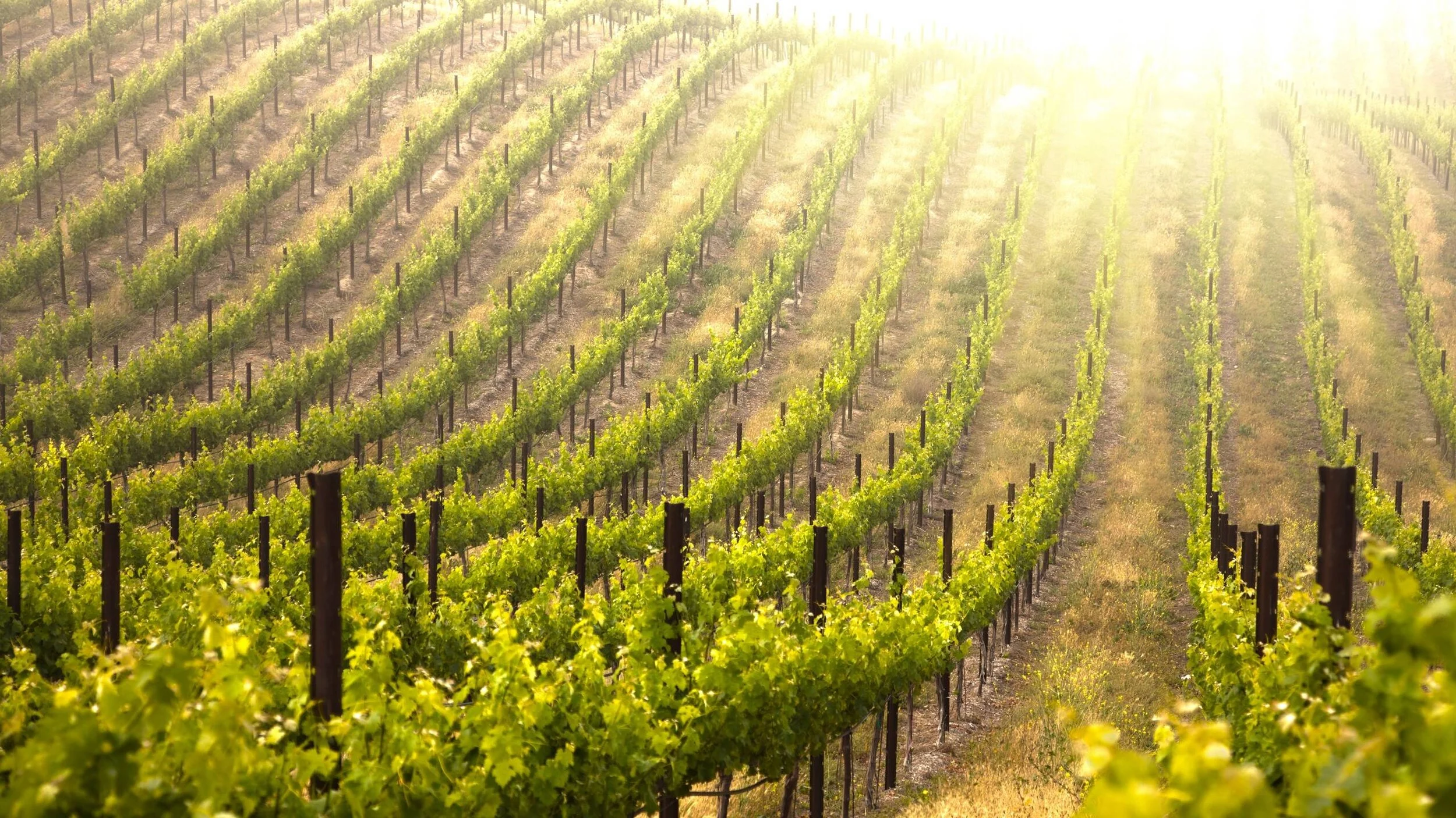 vineyard4.jpg
