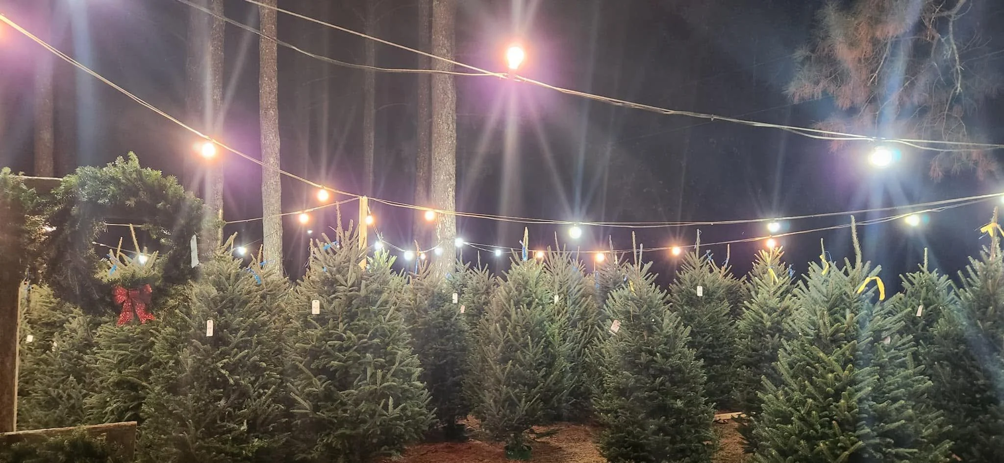 Christmas tree lot.jpg