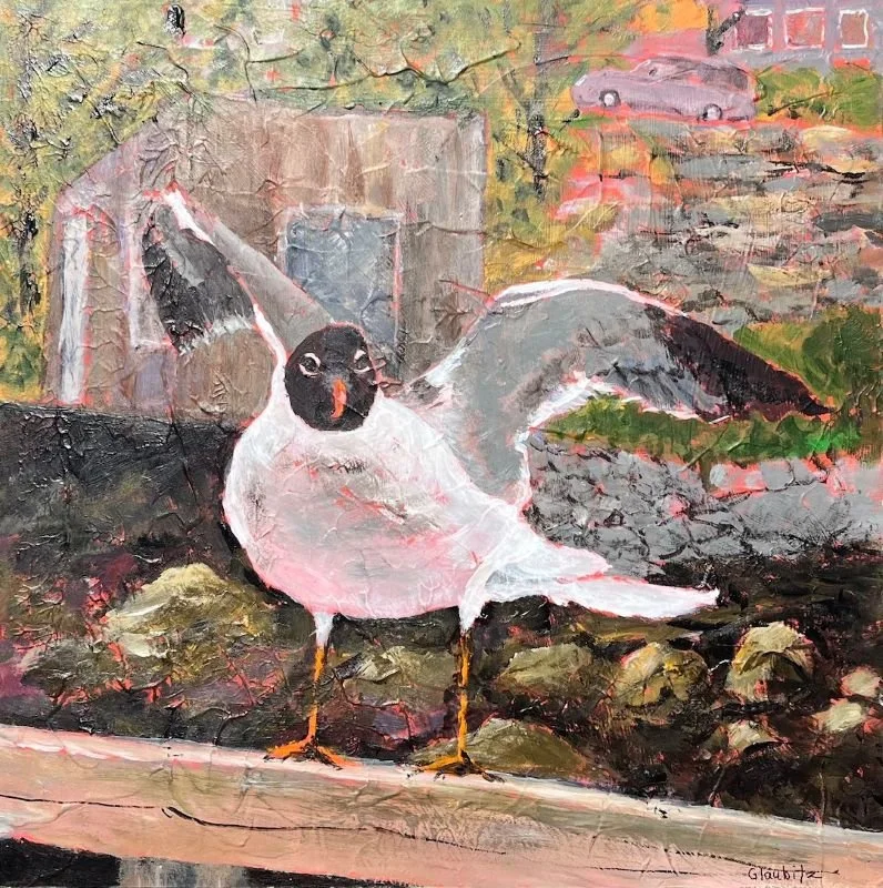Laughing Gull Five Islands