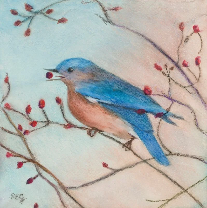 Blue bird got the Berry 