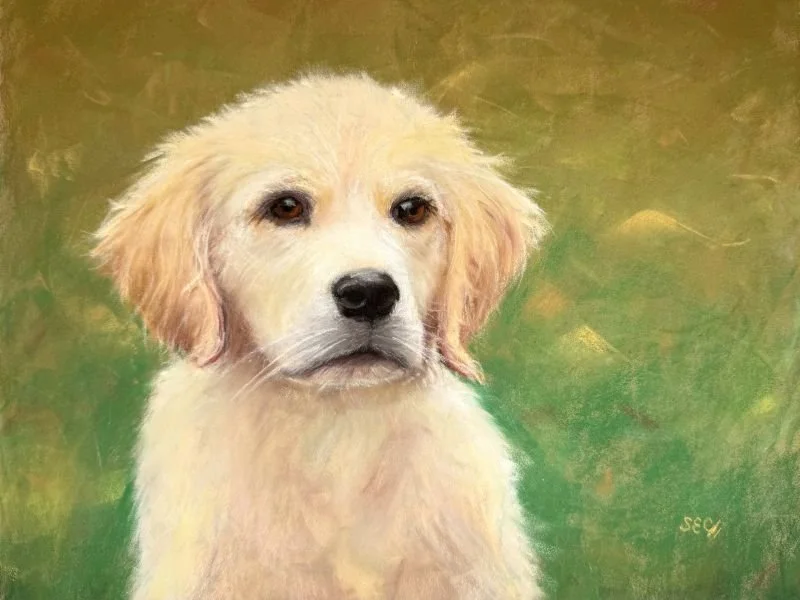 Golden Puppy 