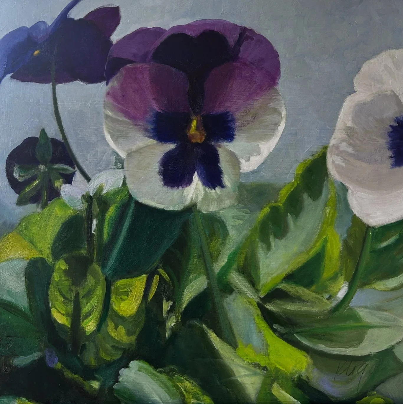 Pansies
