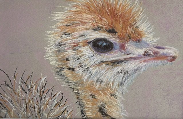 Baby Ostrich 