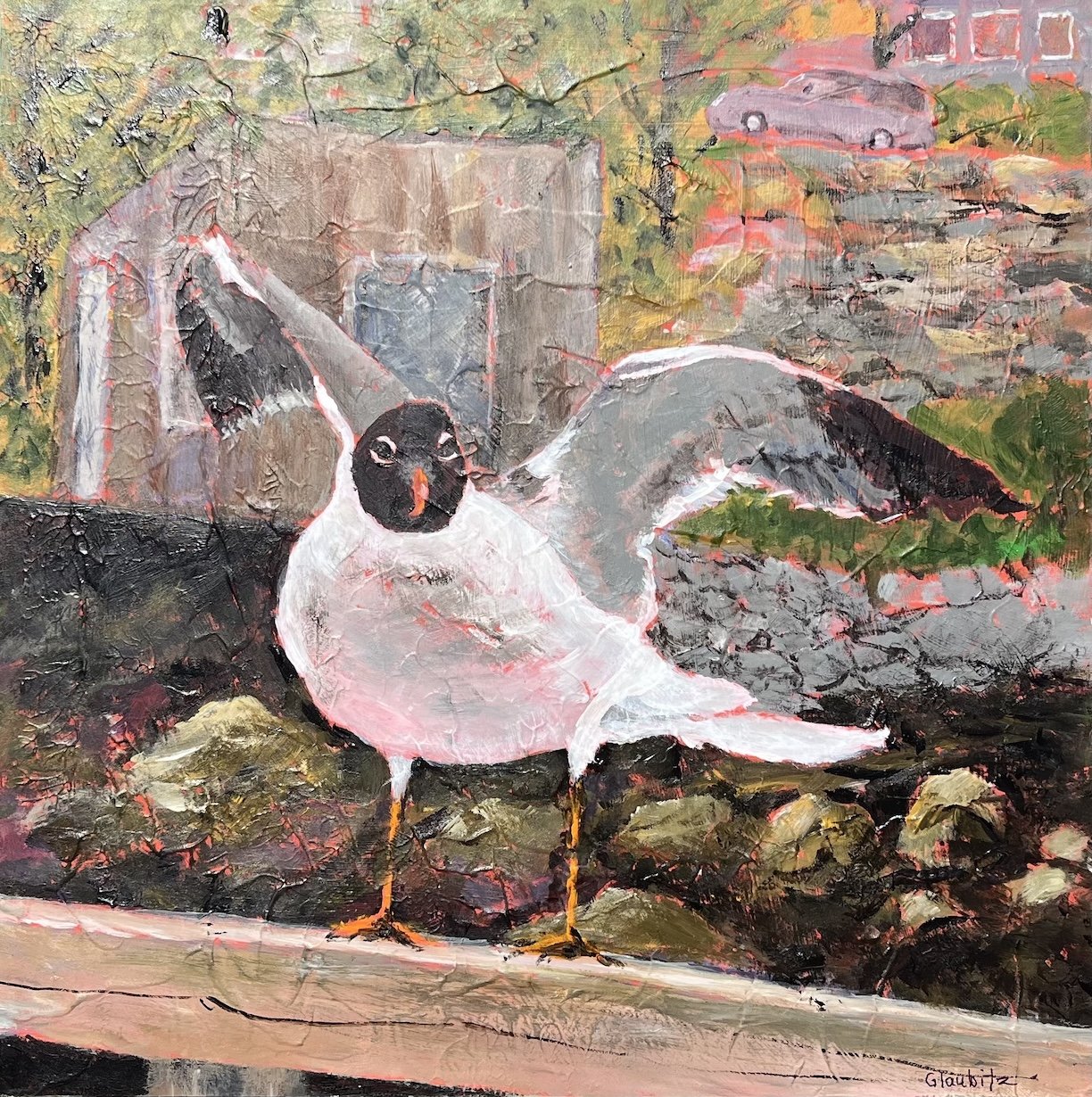 Laughing Gull