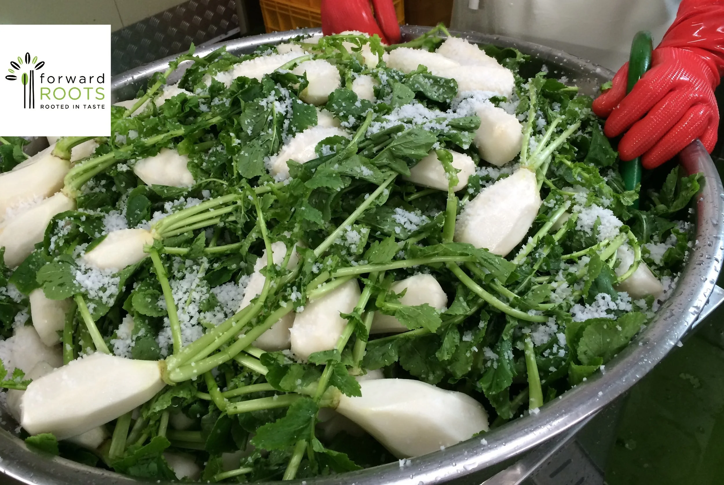 Brining Ponytail Radish with sea salt