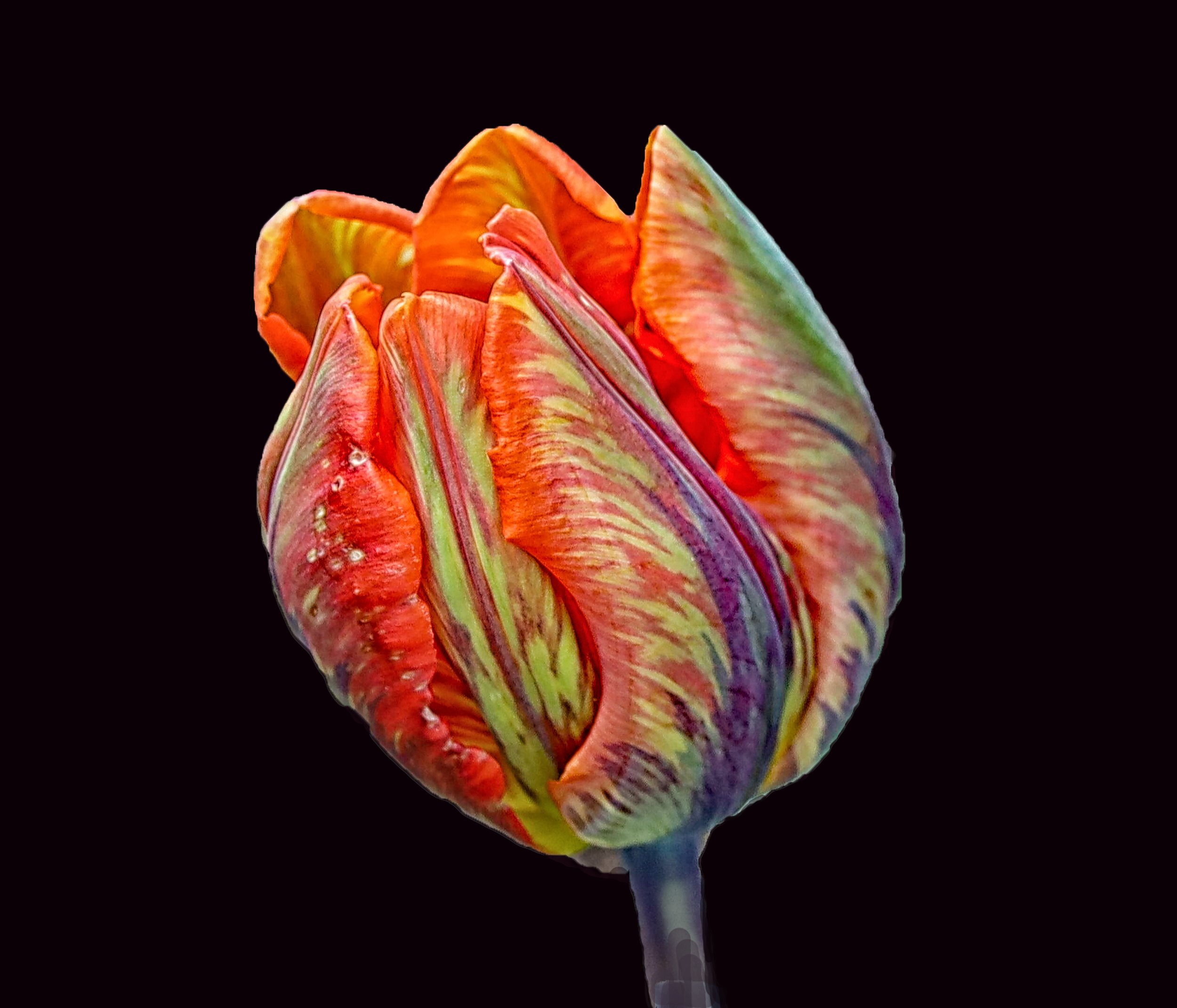 kaliedoscope tulip 519.jpg
