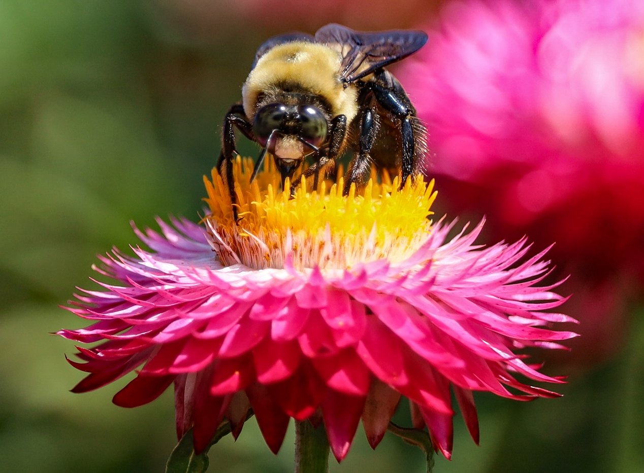 On the strawflower thm.jpg