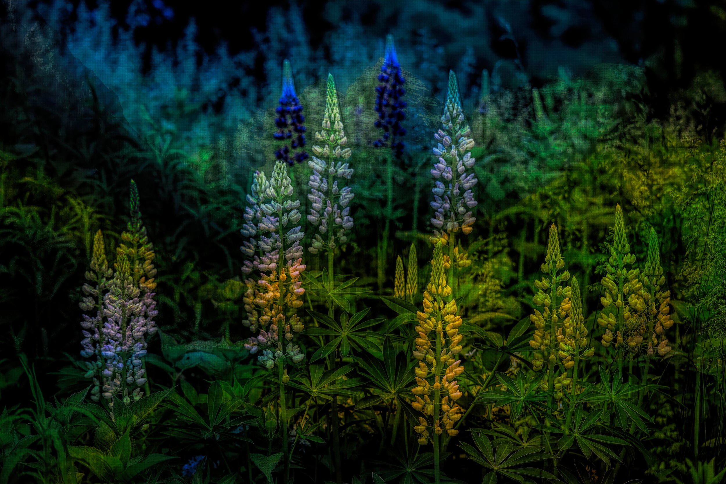 lupine 6192 jpeg.jpeg