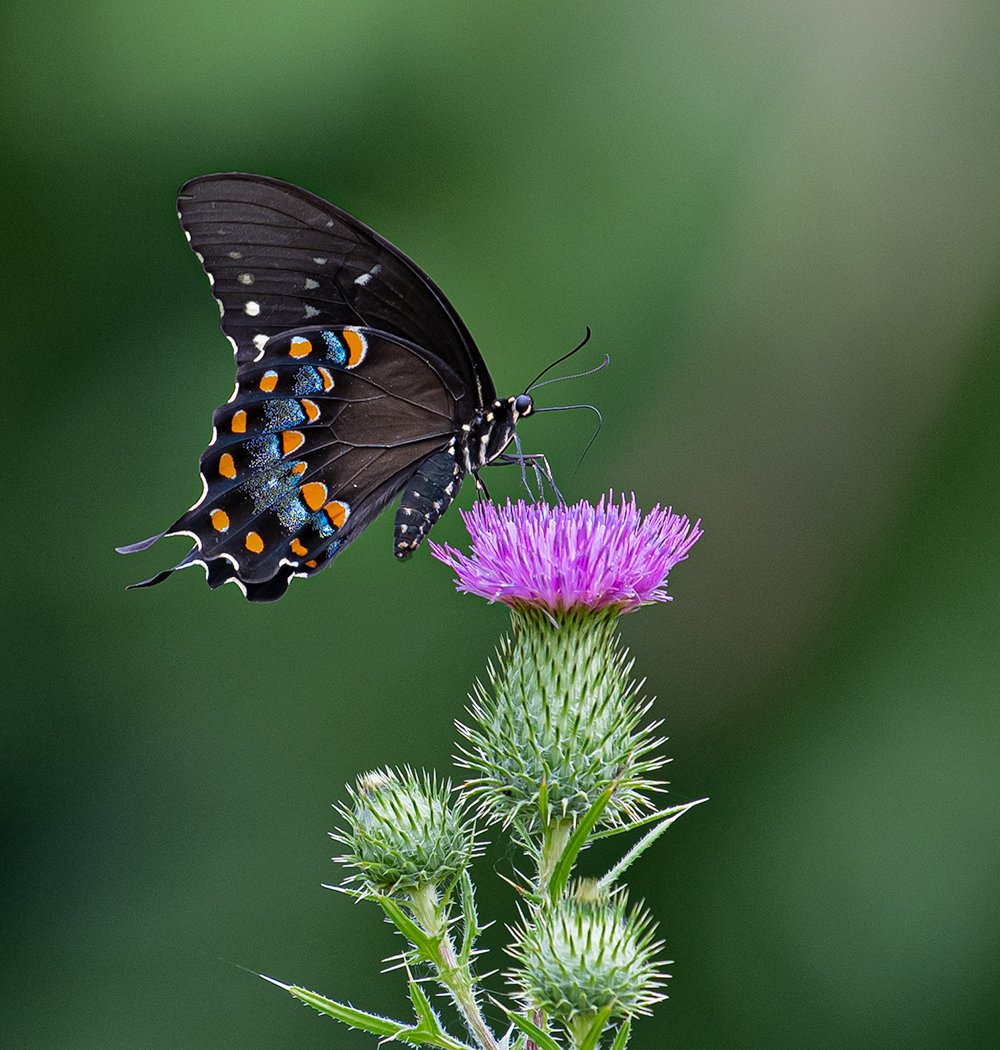 Black swallowtail on thistle.jpg