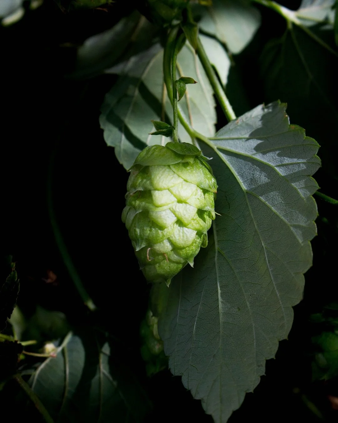 Every year, we harvest bright green cones to create something truly local: Ale Works Hopzone, brewed in collaboration with our friends at Bozeman Brewing Co.

Using freshly picked, wet hop cones, this small-batch beer bursts with floral, grassy notes