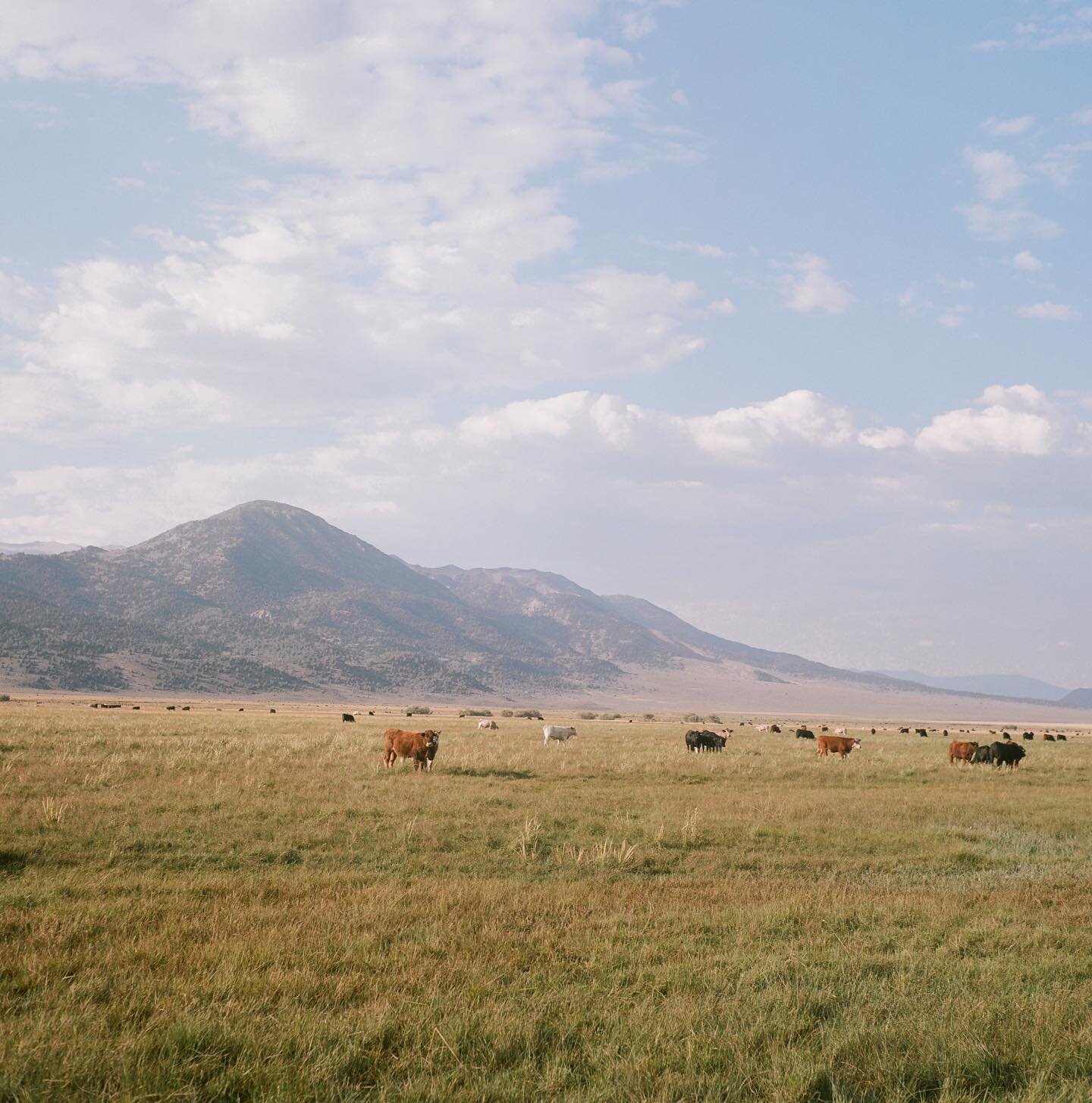 On road trips as a kid, I&rsquo;d get so excited when I saw cows. Not much has changed. #yashicamat124g #120film