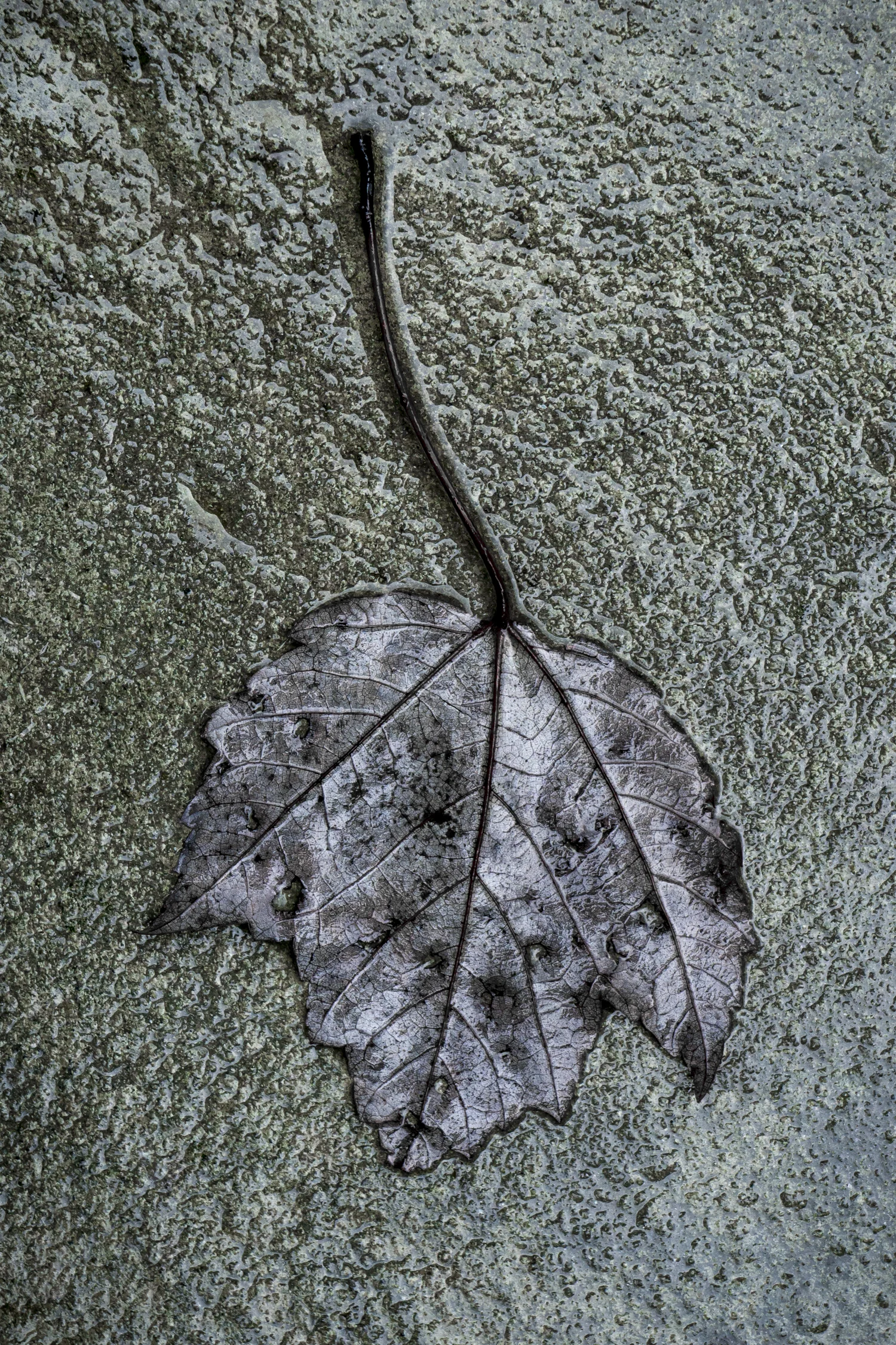 'Ambivalent No.5' Sherman Ct 2015