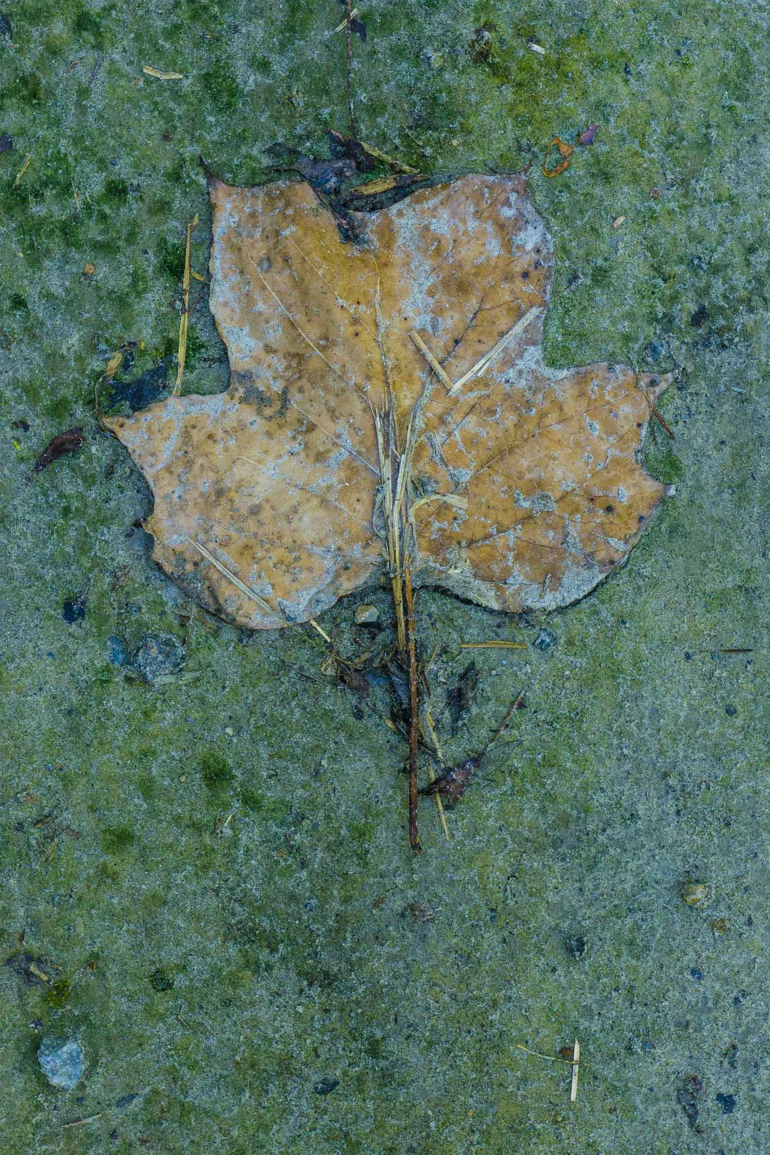 'Ambivalent No.4' Kent Ct 2016