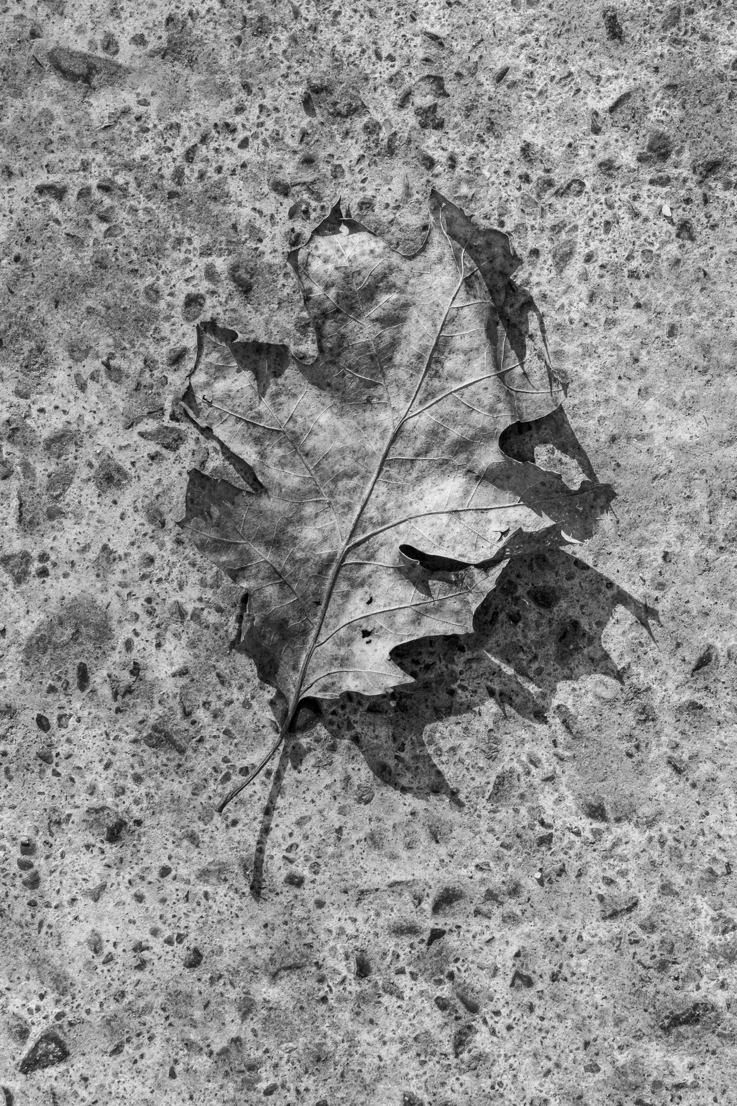 'Ambivalent No.1' Sherman CT 2015