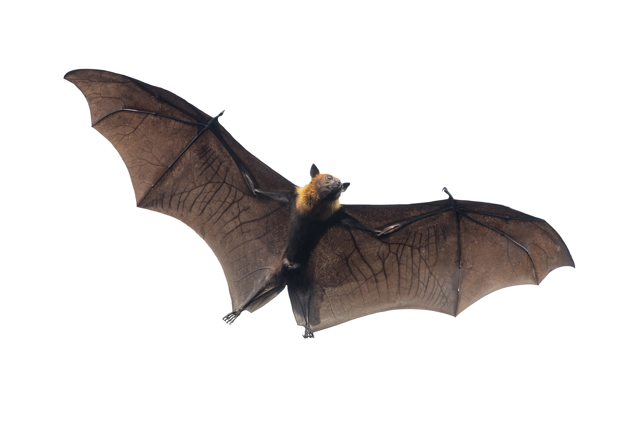 bat-exclusion.jpg