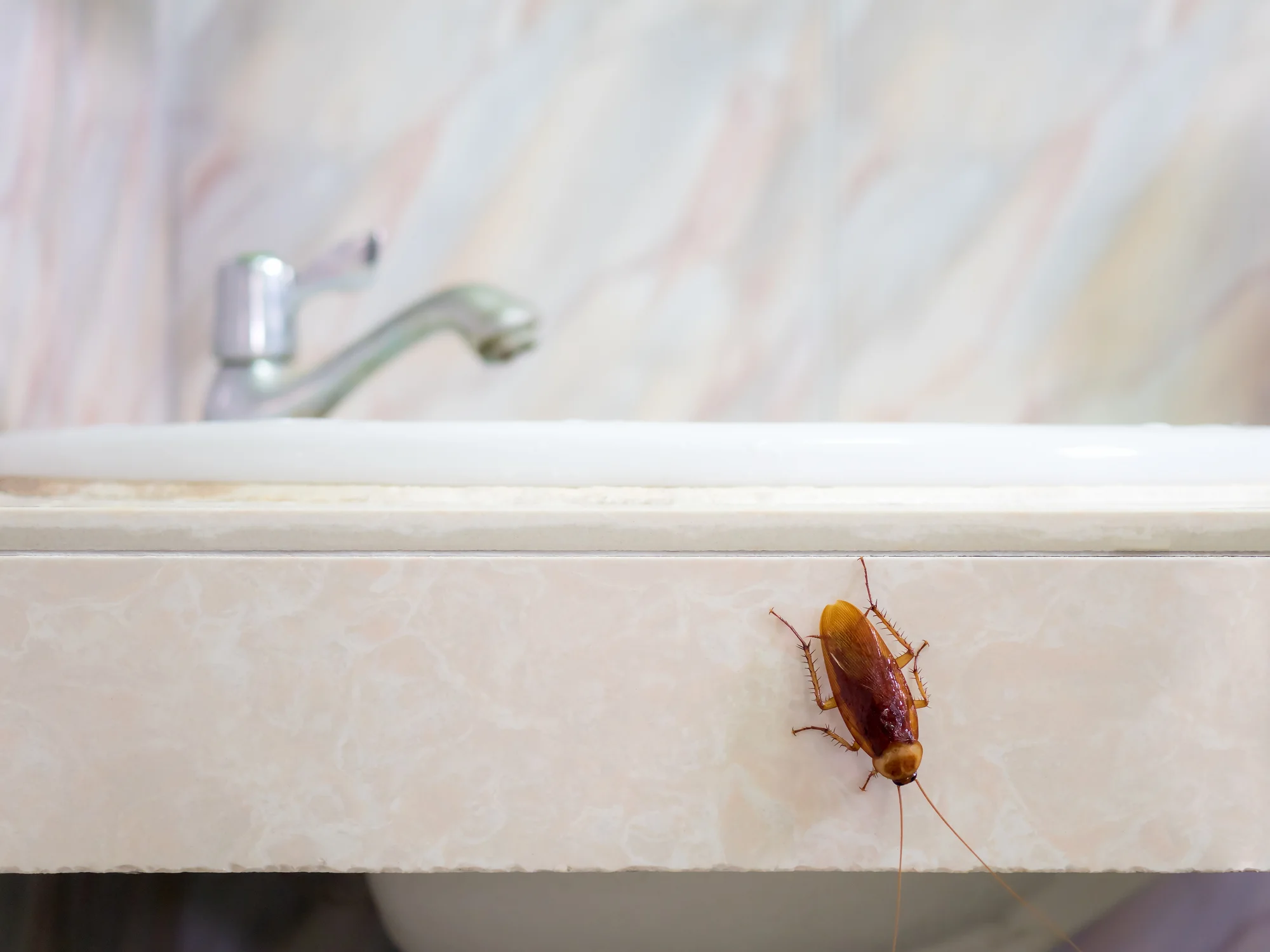 perimeter-pest-control-roaches.jpg