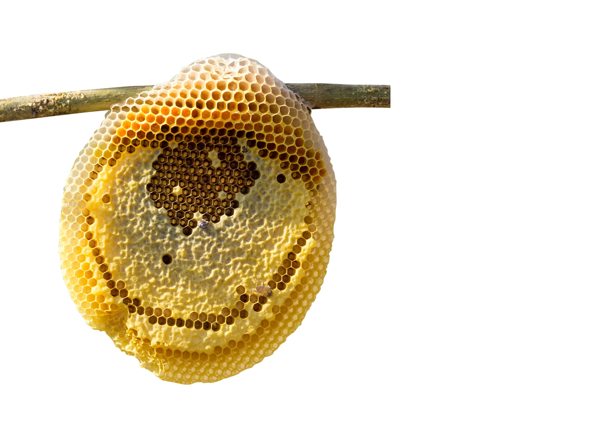 beehive-removal.jpg