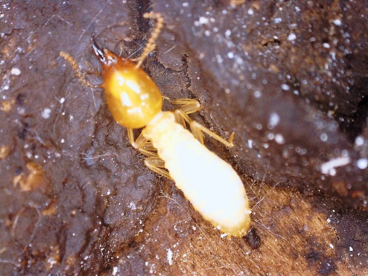 formosan-termite.jpg