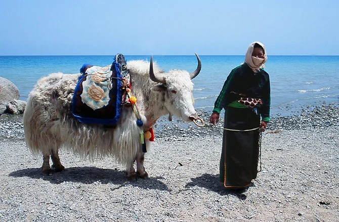 Woman_with_yak_at_Qinghai_Lake.jpg