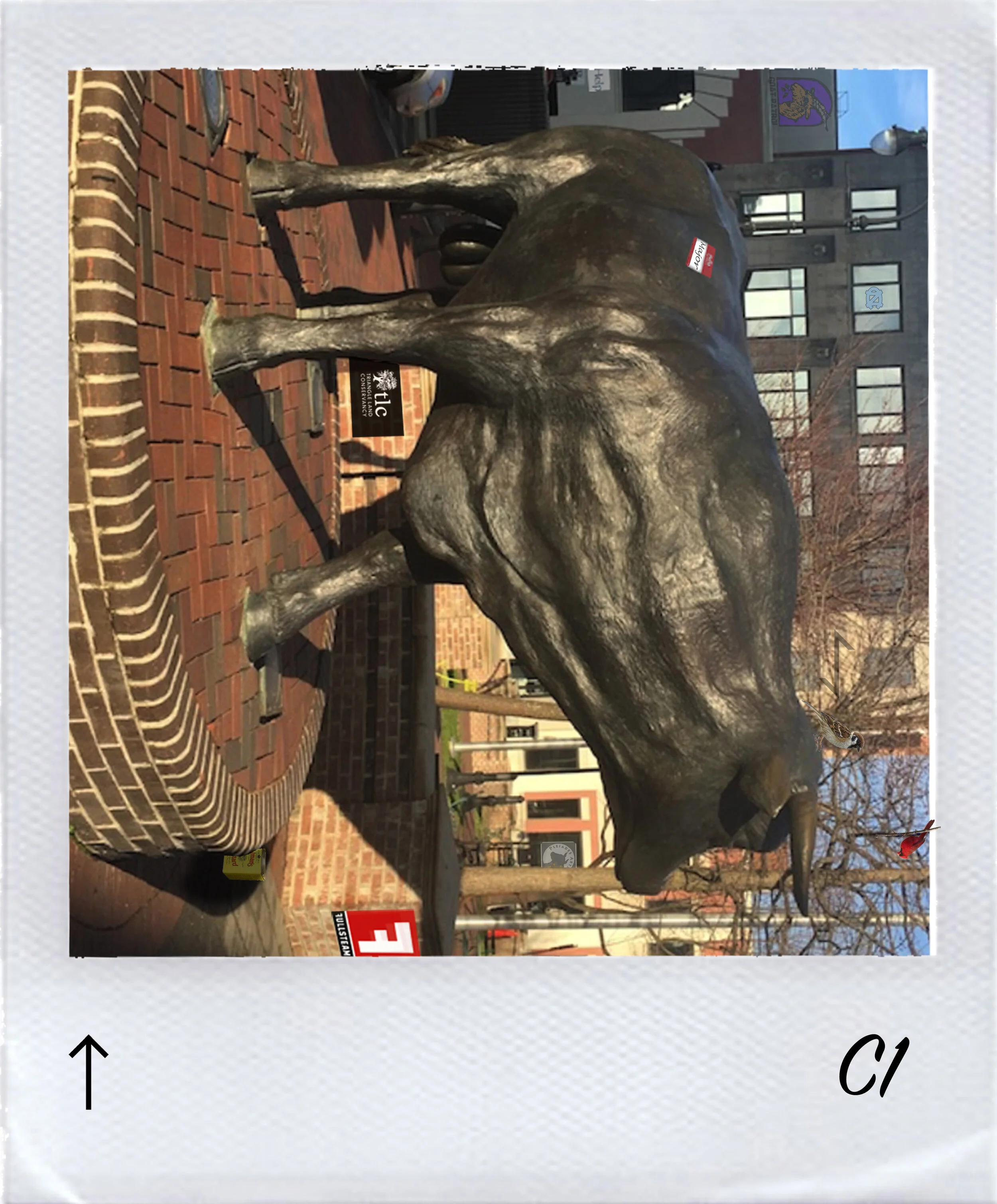 BULL