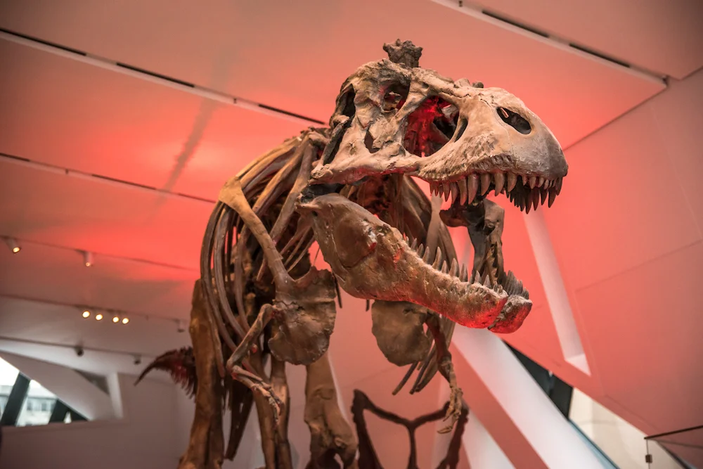 FNLROM-DINO.jpg