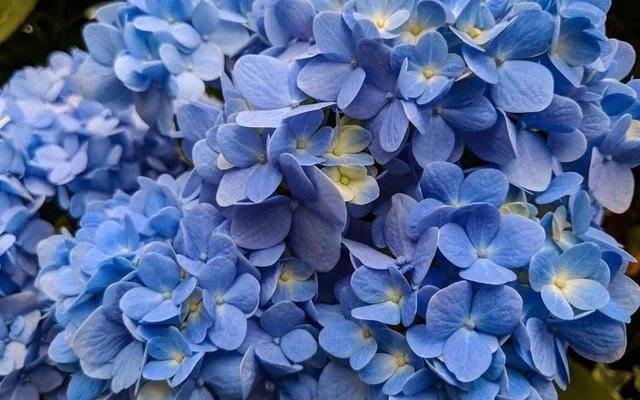 Blue_Hydrangea.jpeg